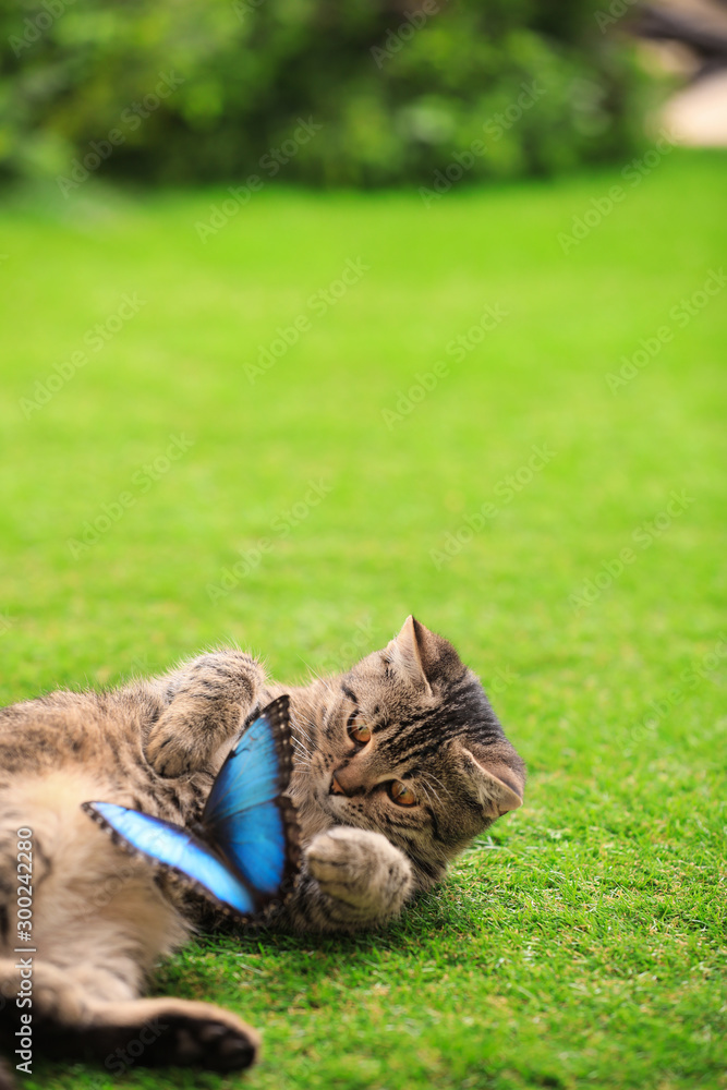 Cute tabby cat with beautiful Blue Morpho butterfly on green grass