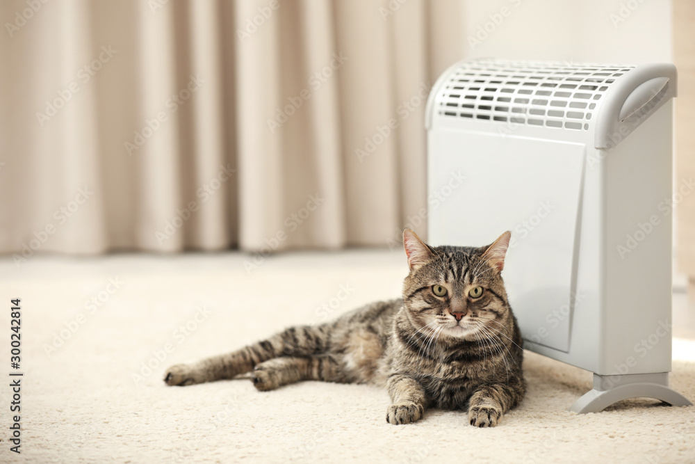 家里电加热器附近的可爱虎斑猫。文本空间