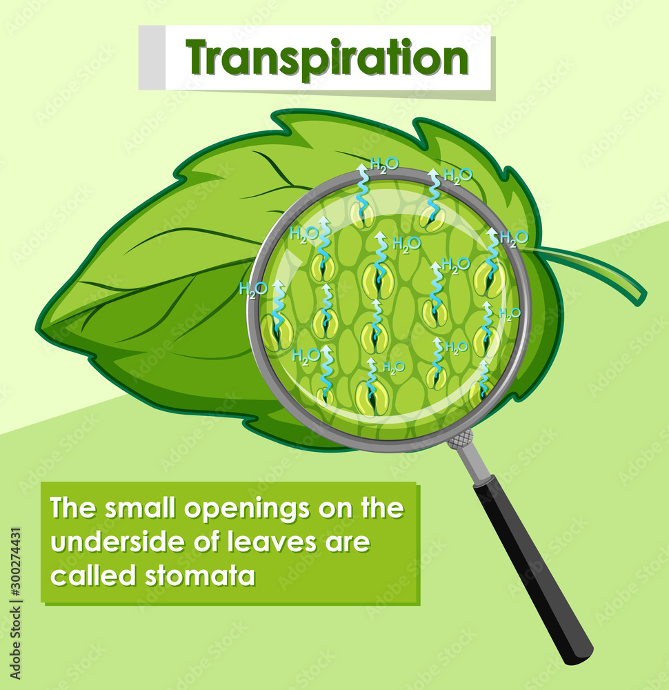 Diagram showing transpiration in plant