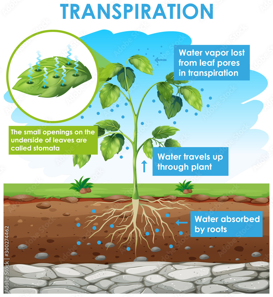 植物蒸腾作用示意图