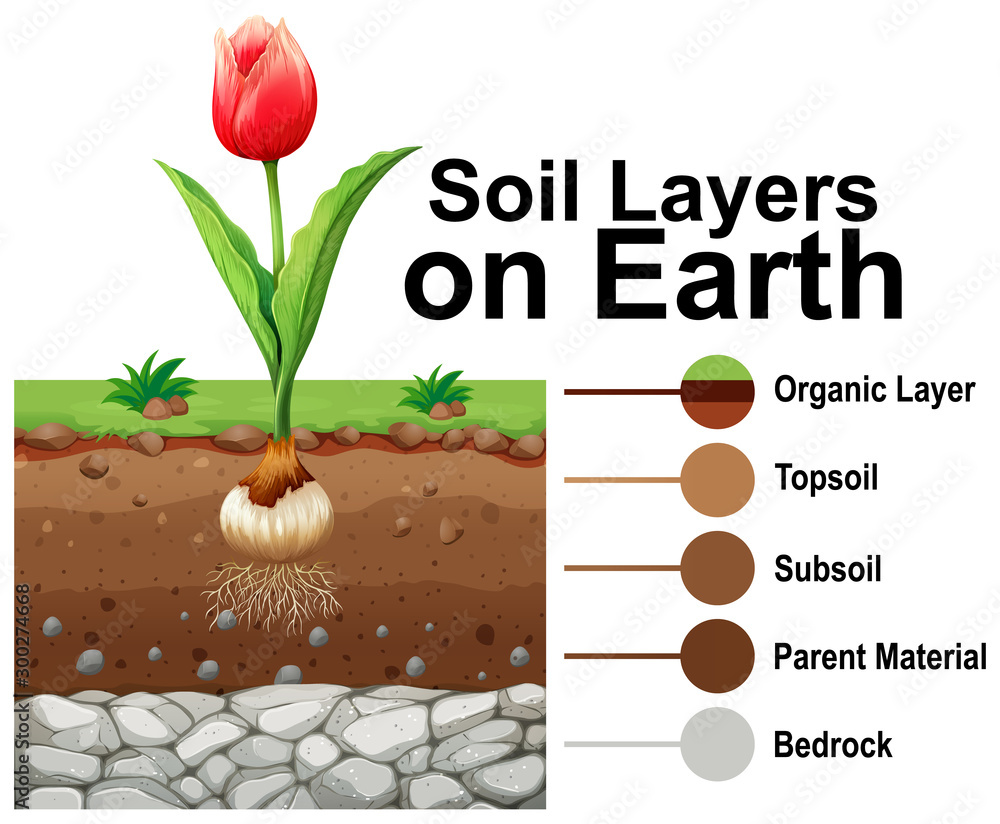 Soil layers on earth with tulip flower