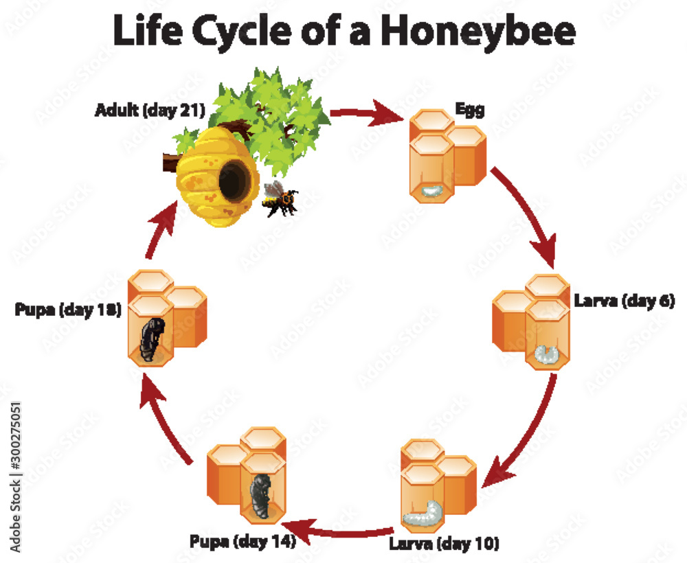 蜜蜂生命周期示意图