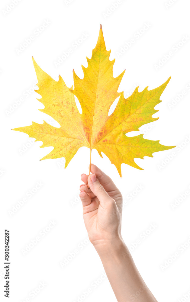 Female hand with autumn leaf on white background