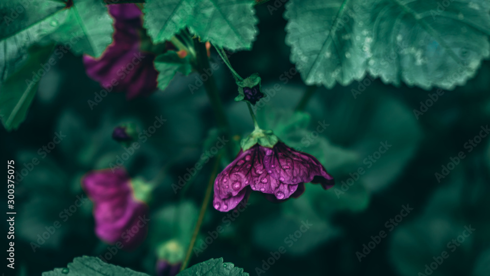 Malva sylvestris mauritania Mallow Mauritiana雨后草本植物