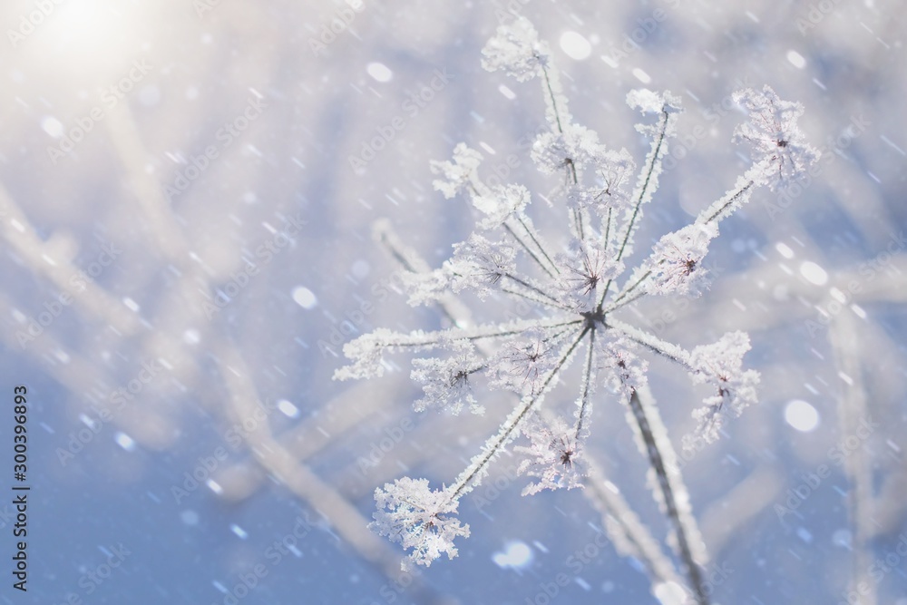 冬季背景模糊，植物结冰，降雪