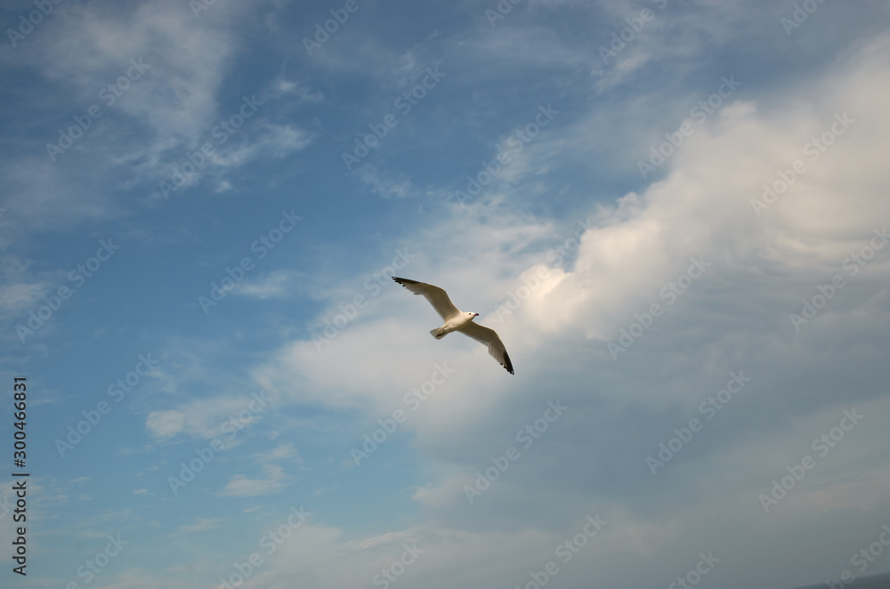 Seagull flying in the sky with clouds