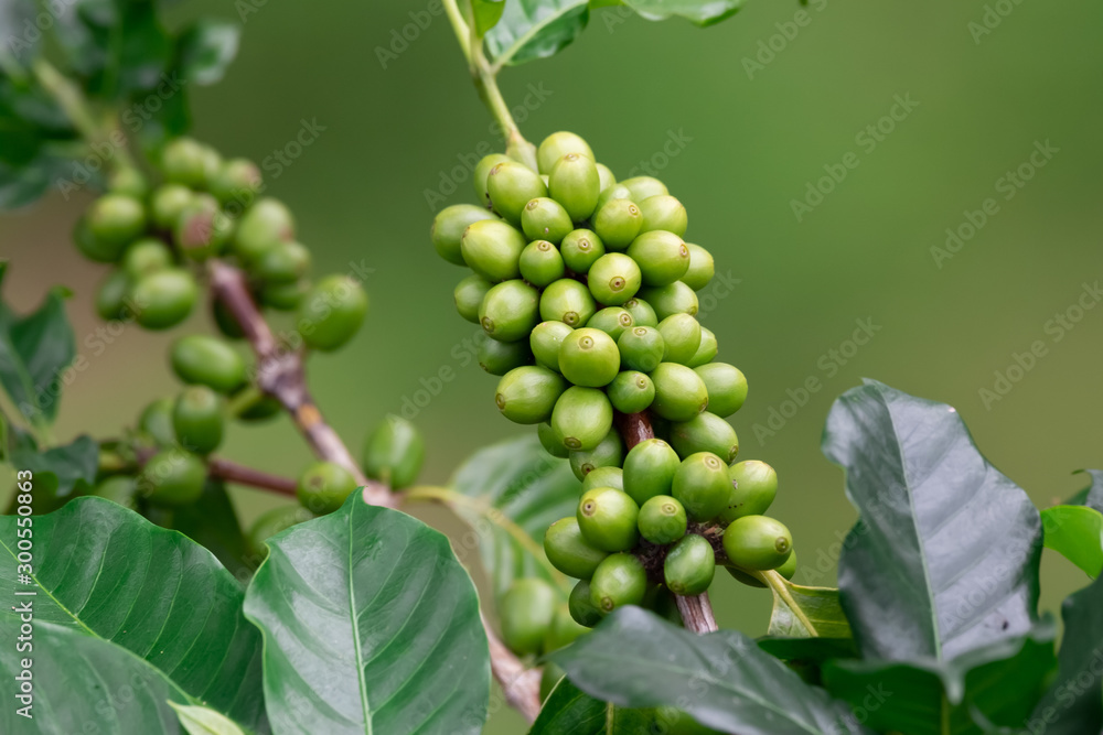 coffee plantation , coffee crop