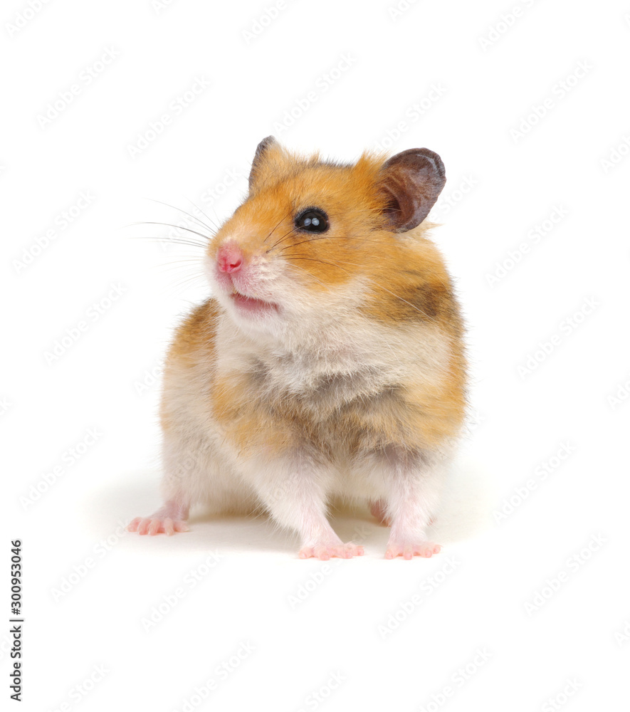 Hamster isolated on white