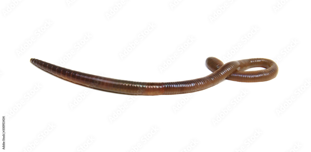 Earth worm isolated on white