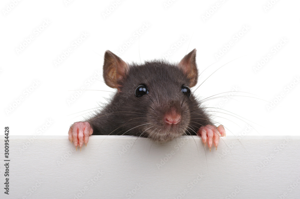 Funny rat isolated on white background.