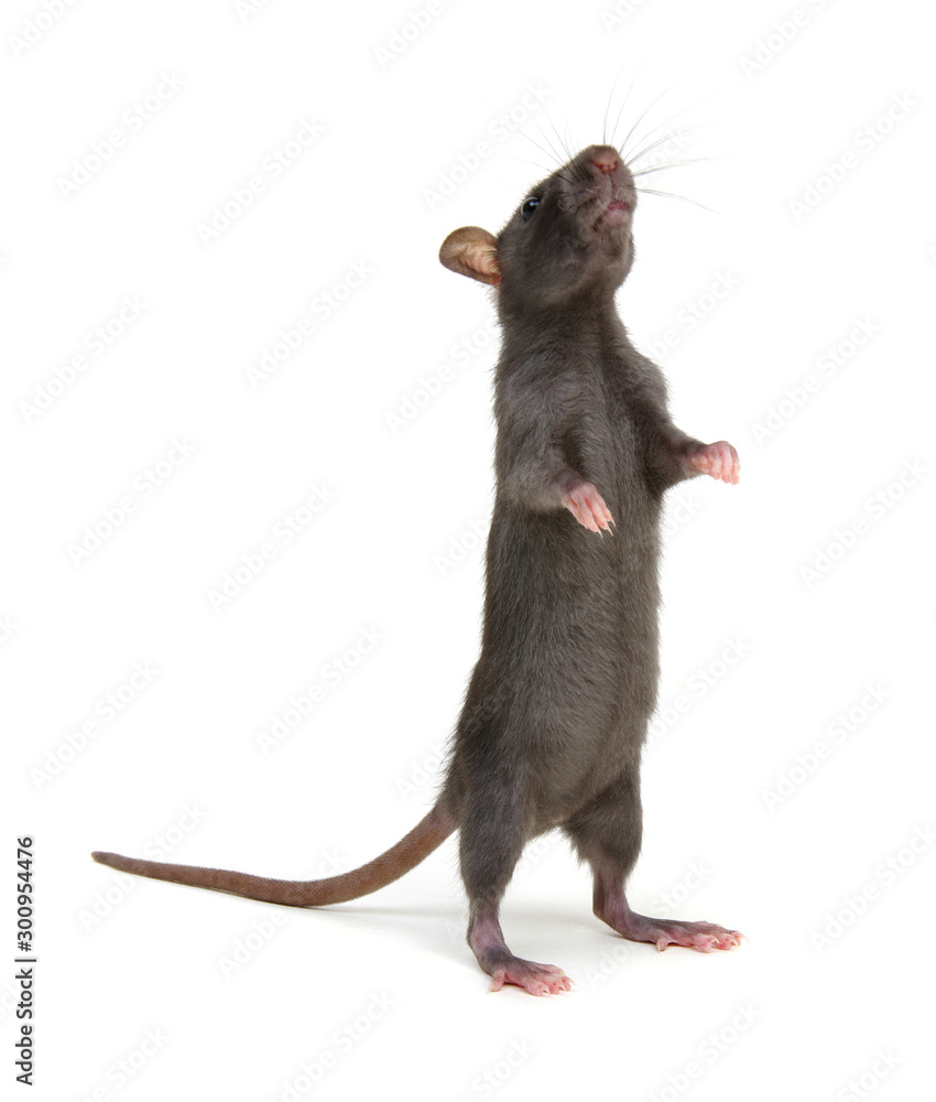 Rat standing on hind legs on white