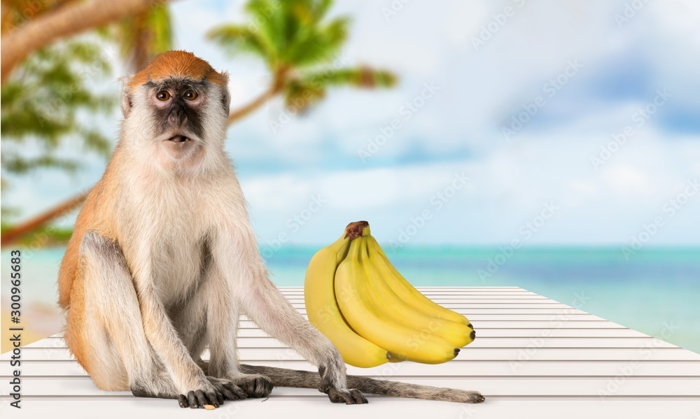 Cute Monkey animal Isolated over white background