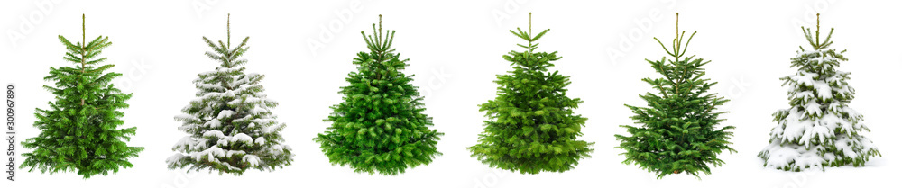 Set of 6 studio shots of fresh gorgeous fir trees in lush green for Christmas, without ornaments, is