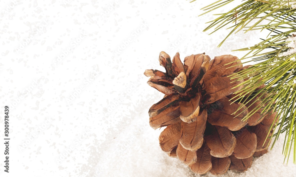 Pine cones with branch on a white background.