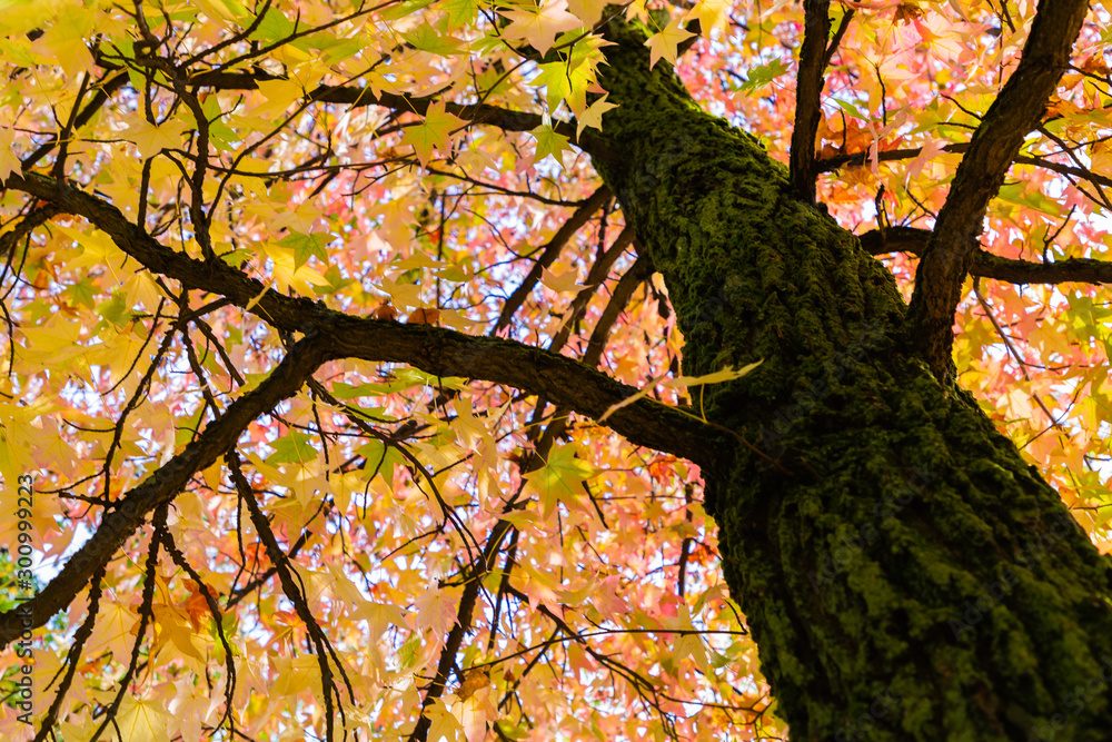 Autumn leaves in the park in October,Geneva Switzerland