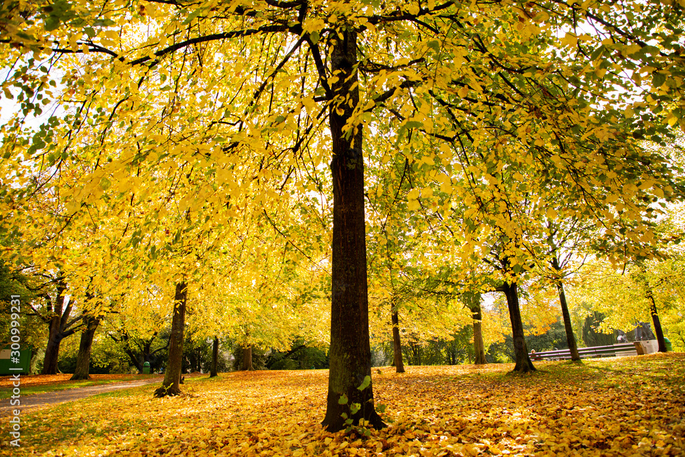 Autumn leaves in the park in October,Geneva Switzerland