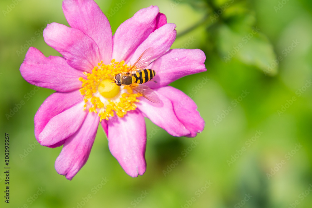 Detail Flying insect with natural flower in green background.