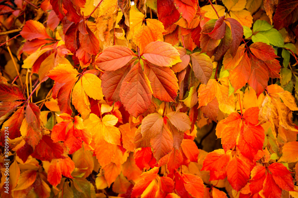 Autumn leaves red color on the wall in Garden or park. Geneva Switzerland