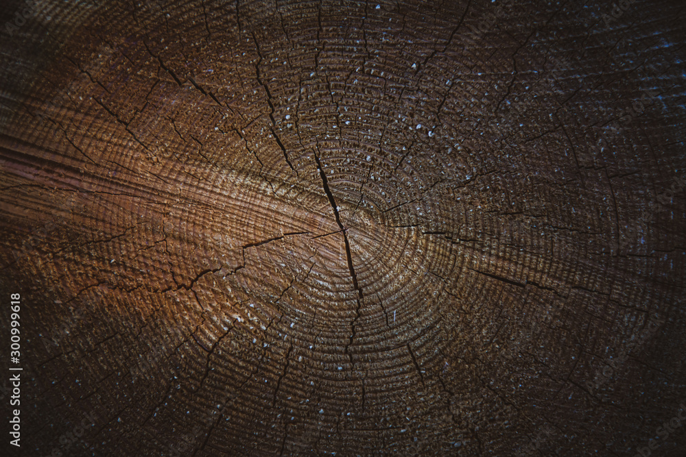 wood brown grain texture, top view of tree, wood wall background