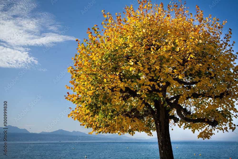 Yellow autumn leaves on the tree in the background of the blue sky   