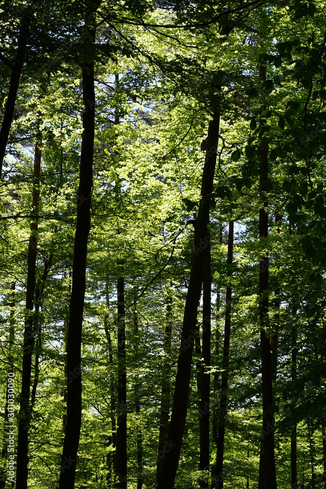 Pfälzer Wald