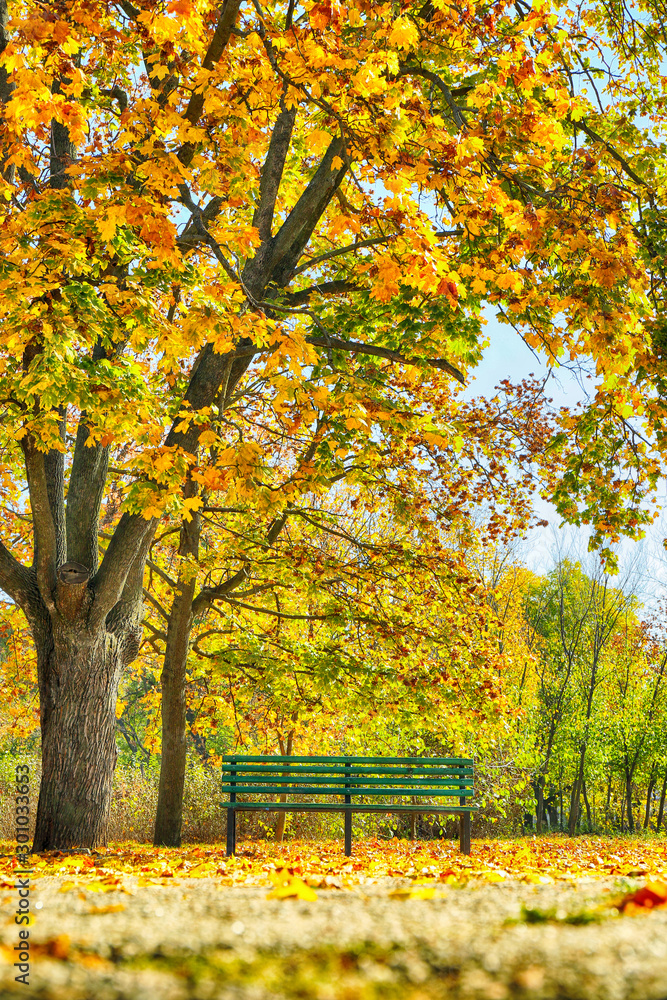 View of autumn park on sunny day