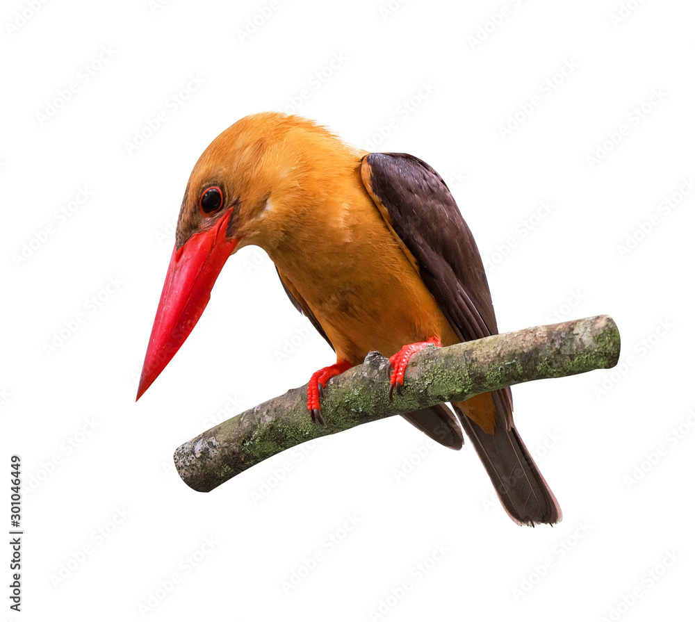 Brown-winged Kingfisher isolated on white background.