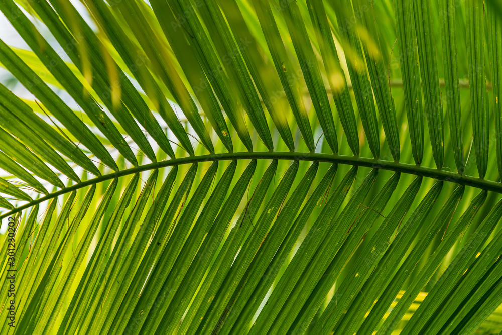 Green palm tree leaves background