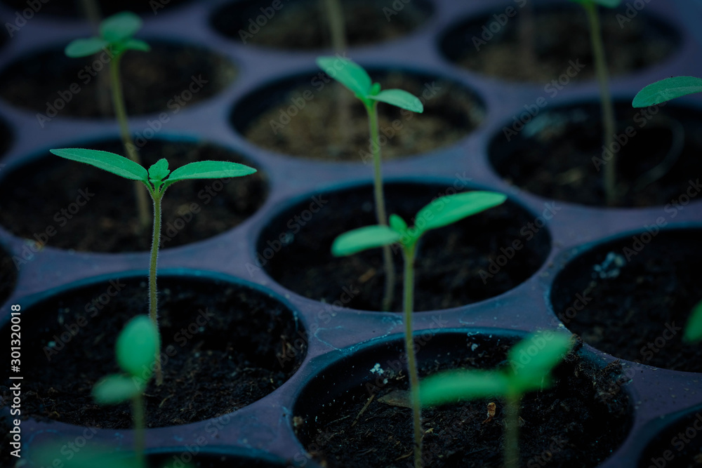 selective Close-up of green seedling, Green salad growing from seed, Organic salad in the garden Pla