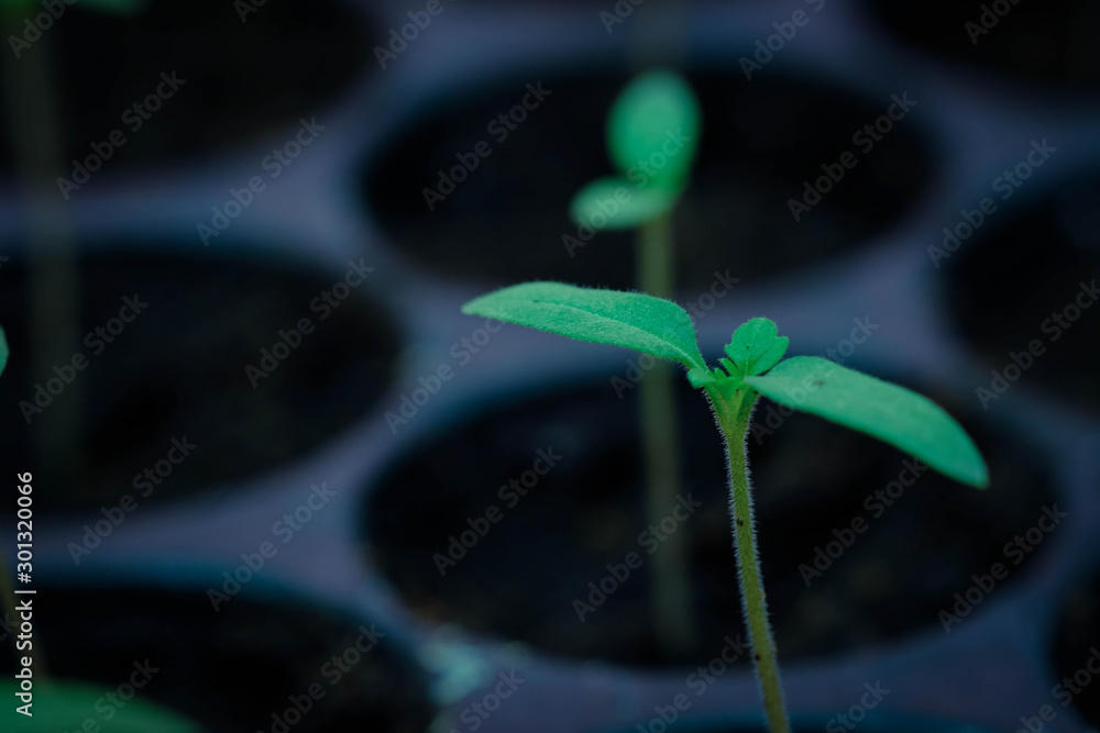 selective Close-up of green seedling, Green salad growing from seed, Organic salad in the garden Pla