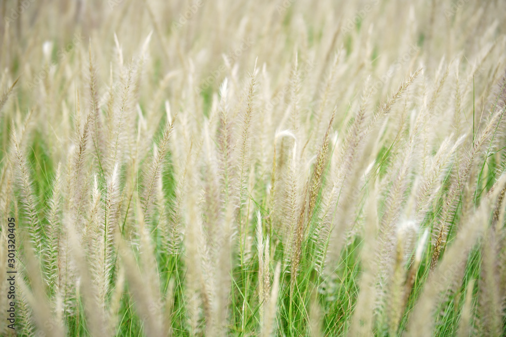 close up of beautiful tall reeds flower