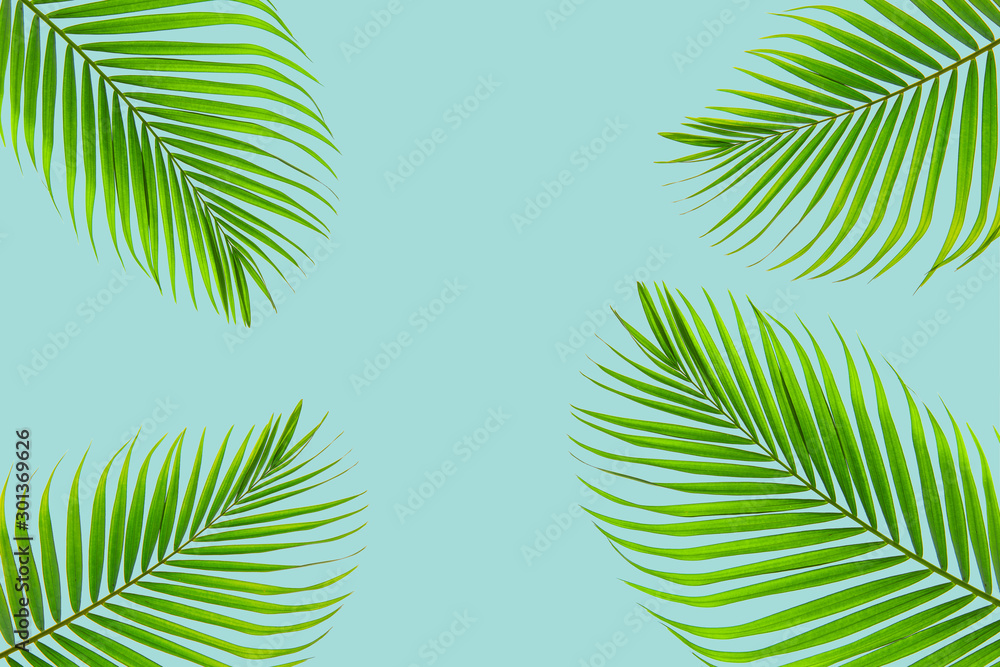 The concept of natural coconut leaves on a pastel background