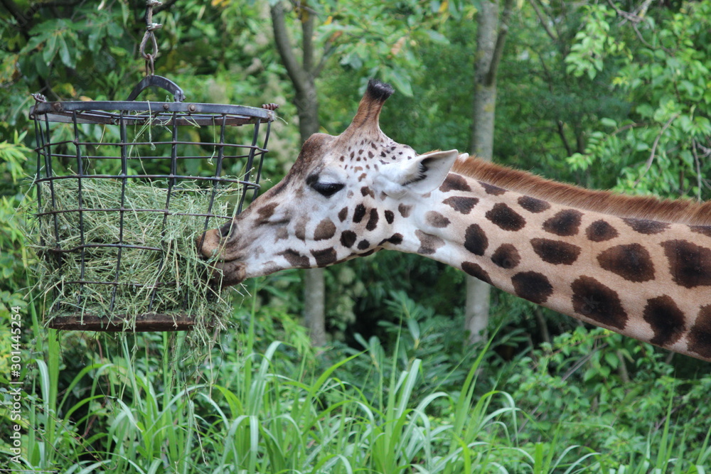 长颈鹿在Tierpark首次亮相