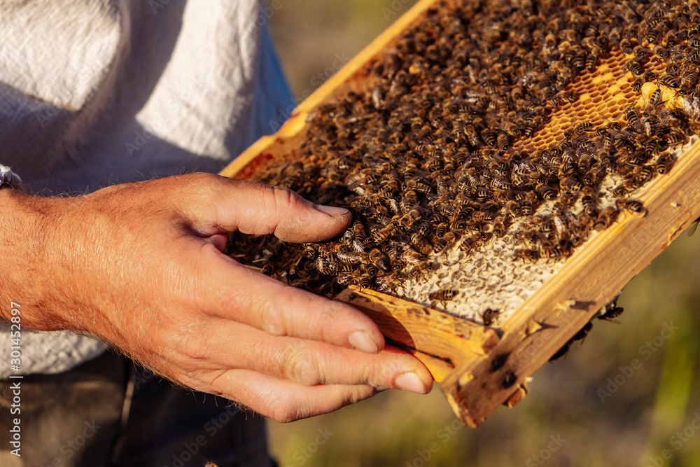 The beekeeper holds a honey cell with bees in his hands. Apiculture. Apiary.