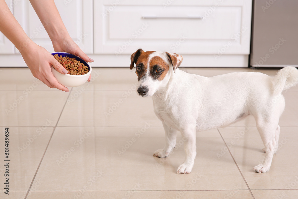 Woman feeding her cute dog in kitchen