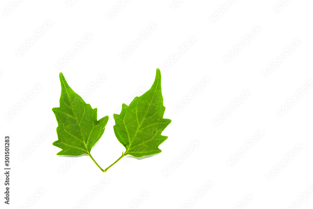 Green leaves  tropical rainforest foliage plant isolated on white background, clipping path included