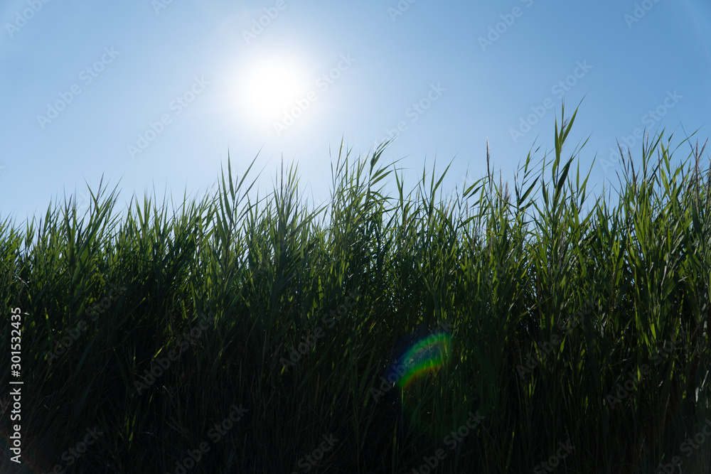 The sun and the blue sky shining on a tall green grass - environmental concept