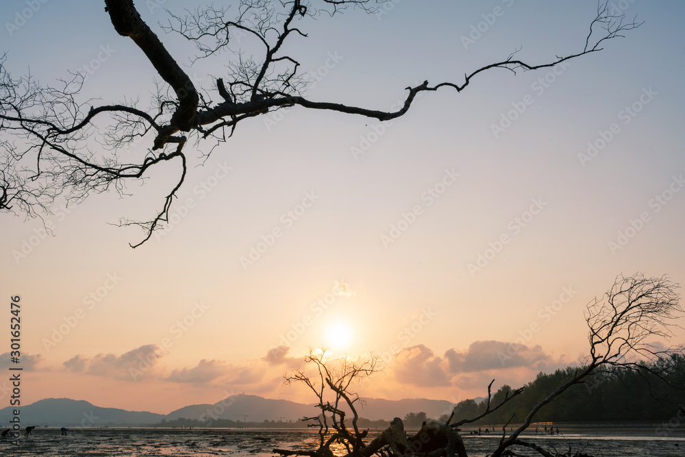 热带海洋日落或日出傍晚时间的枯树剪影框架