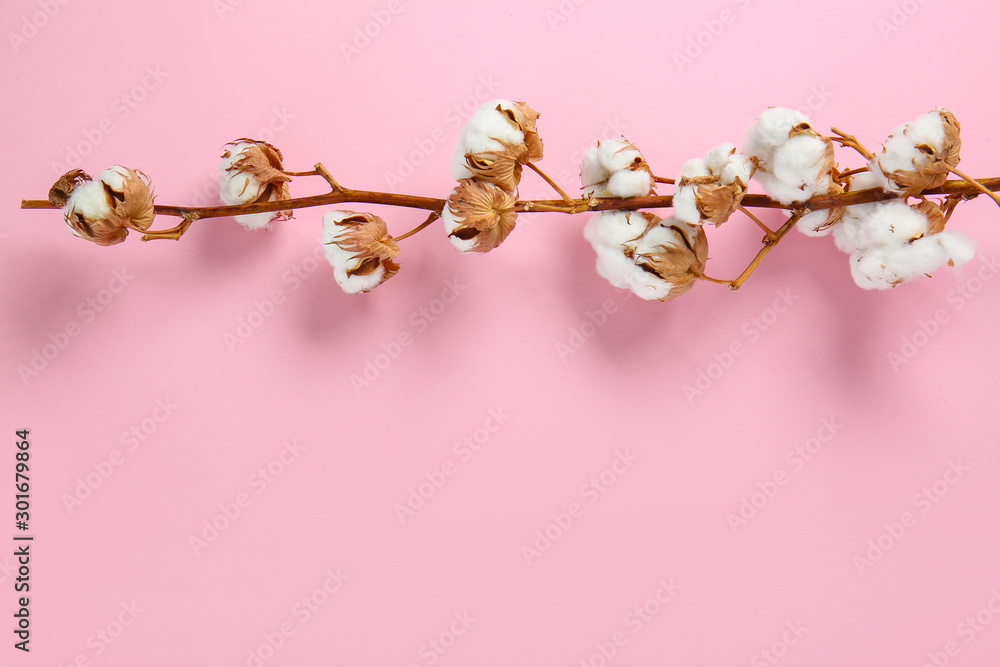 Beautiful cotton branch on color background