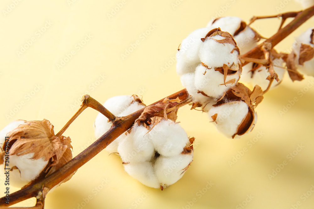 Beautiful cotton branch on color background, closeup