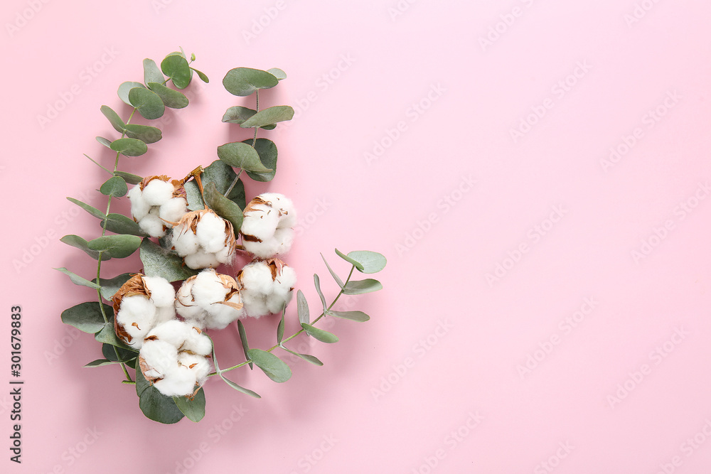 Beautiful cotton flowers and eucalyptus branches on color background