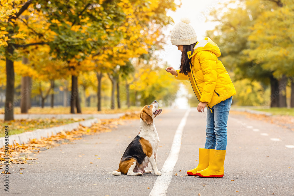 亚洲小女孩在秋季公园与可爱的比格犬玩耍