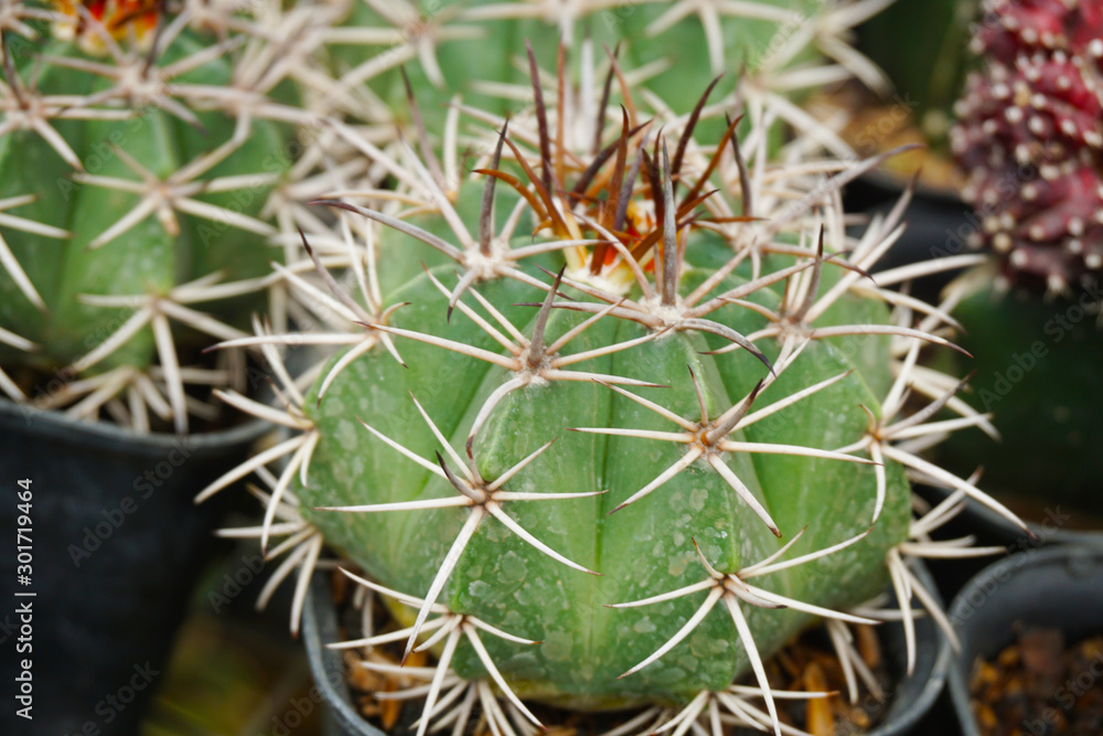 cactus hybrid .  cactus isolated on blur background. close up green cactus coral. Close up succulent