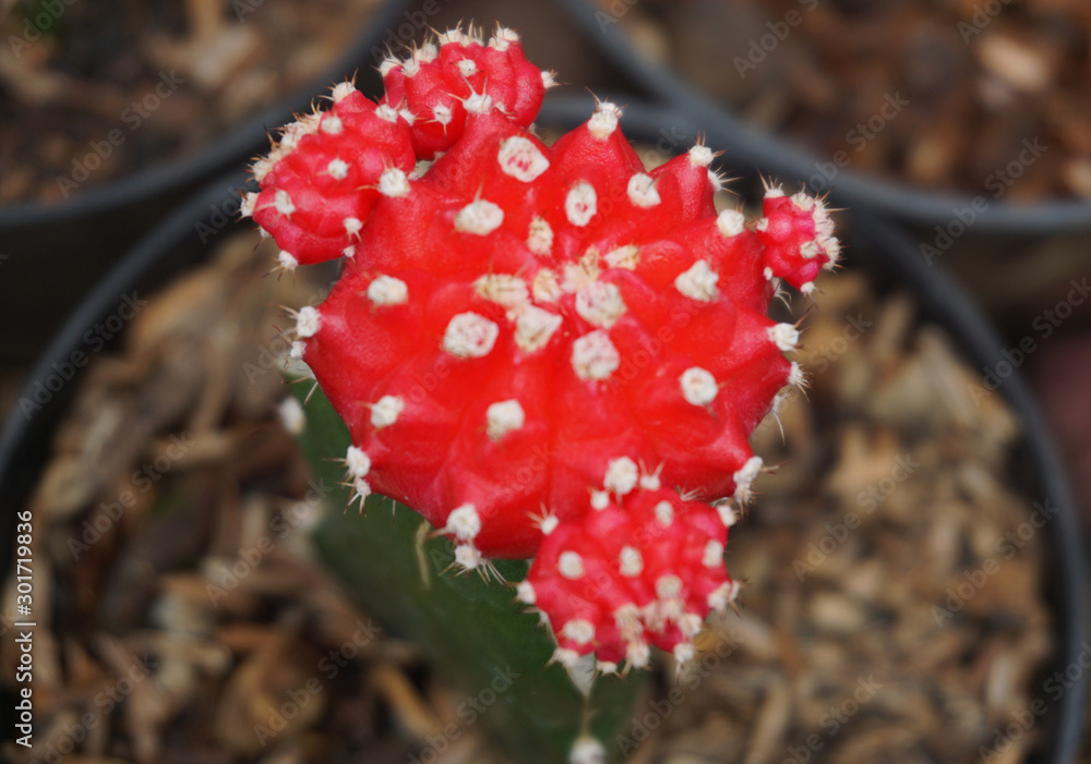 Gymnocalycium mihanovichii仙人掌。红色Gymno仙人掌在模糊背景下分离。特写红色仙人掌