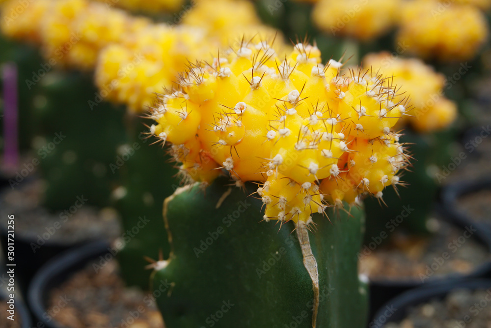 Gymnocalycium mihanovichii仙人掌。黄色仙人掌被隔离在模糊的背景上。特写黄色仙人掌。