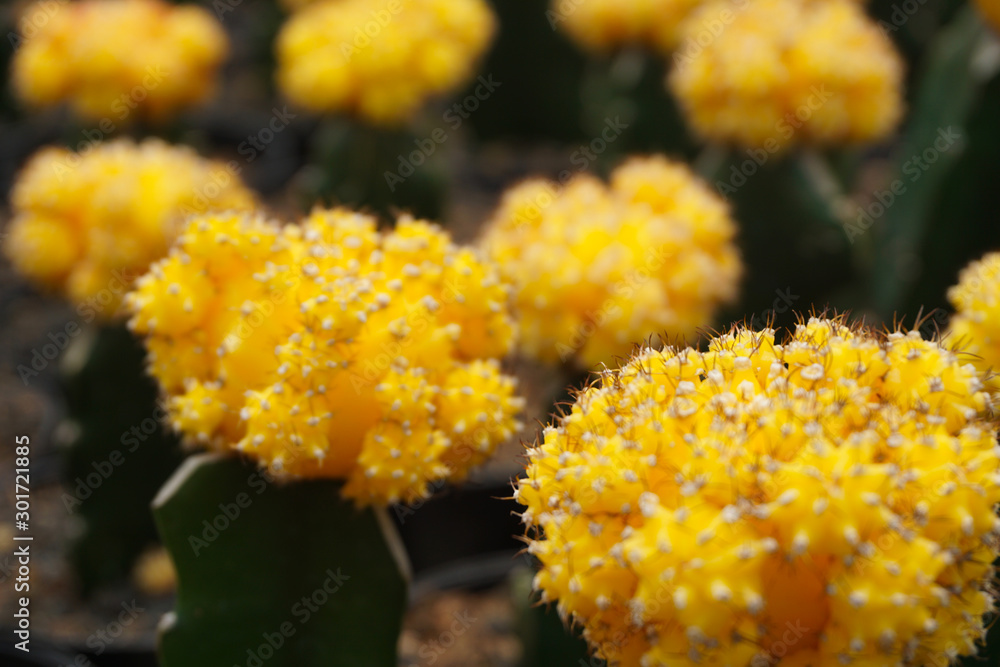 Gymnocalycium mihanovichii仙人掌。黄色仙人掌在模糊背景下隔离。特写黄色仙人掌。