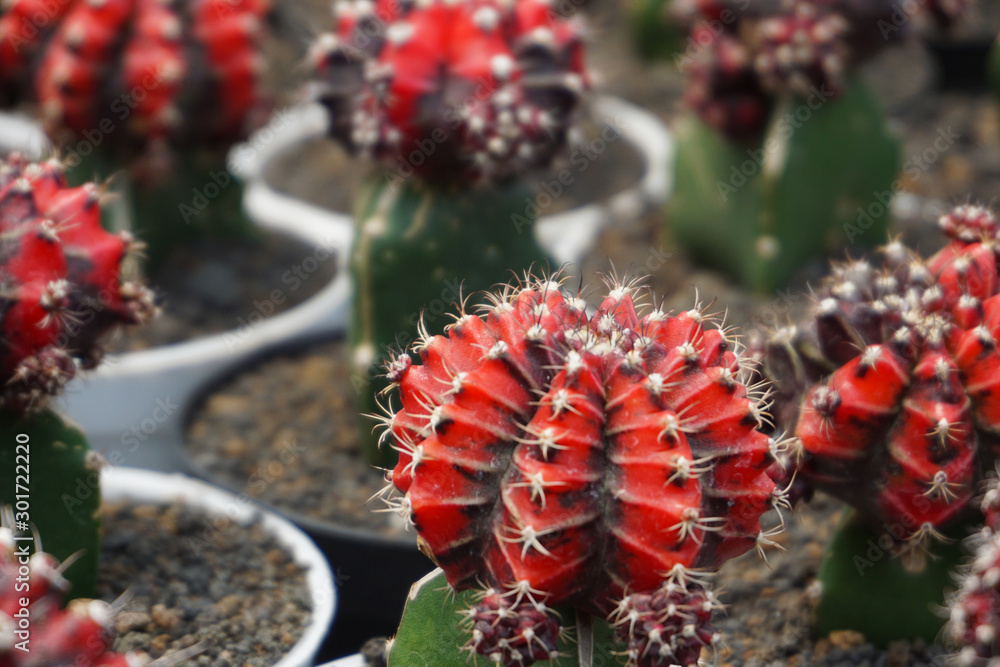 Gymnocalycium mihanovichii仙人掌。红色Gymno仙人掌在模糊背景下分离。特写红色仙人掌