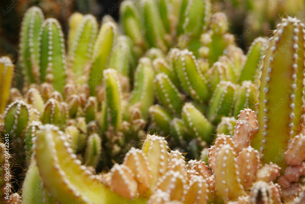 仙人掌Cereus tetragonus。仙人掌被隔离在模糊的背景上。特写绿色仙人掌。特写肉质