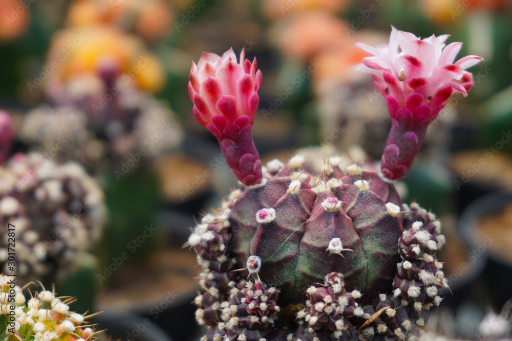 Gymnocalycium mihanovichii仙人掌。红色Gymno仙人掌在模糊背景下分离。特写深色仙人掌