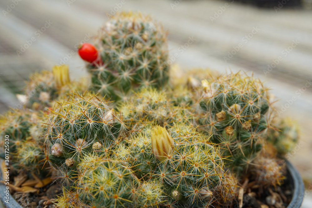 仙人掌被隔离在白色背景上。绿色仙人掌花卉植物花。特写多肉植物